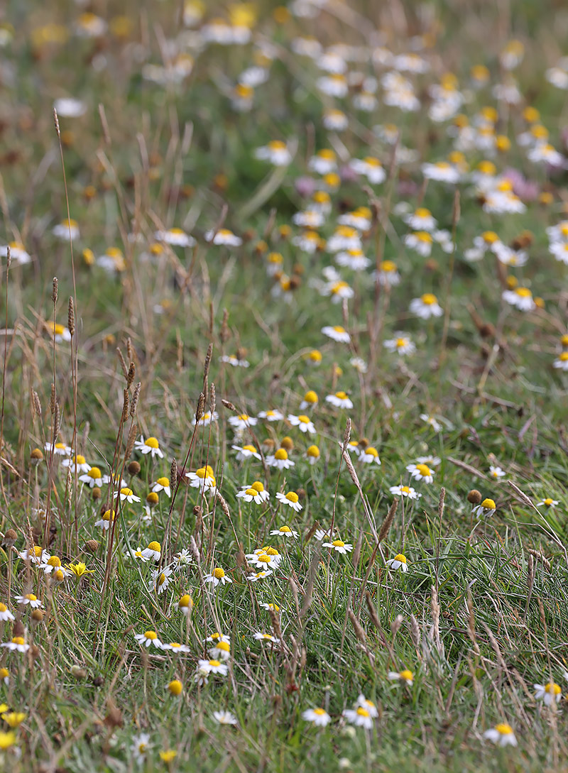 Chamomile